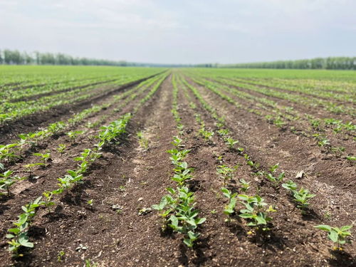 齊齊哈爾創(chuàng)新模式，為牲畜供需雙方搭建火熱銷售橋梁